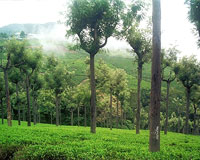 Ooty